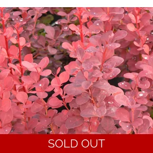 Berberis 'Maria'